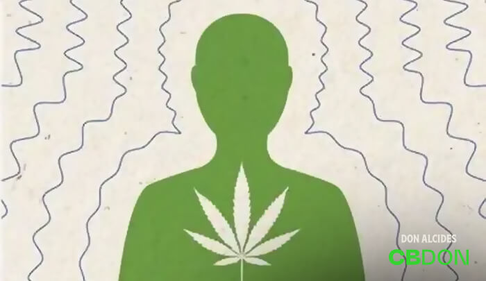 efeitos-adversos-da-cannabis